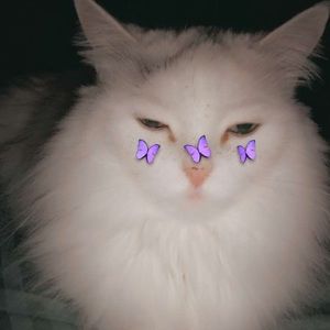 Meet your Posher, Patty